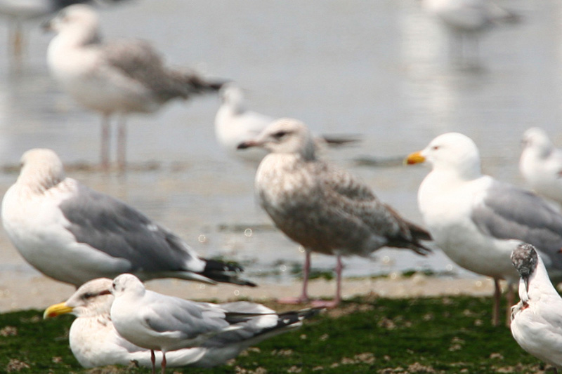 vega gull 1st winter.jpg