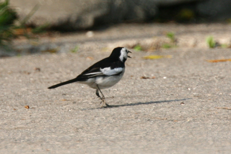 white wagtail 2.jpg