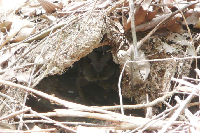 collared scops owl.jpg