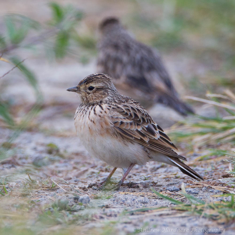 Oriental Skylark.jpg