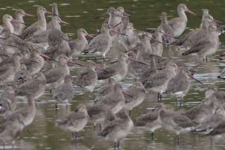 Black-tailed Godwit (3).jpg