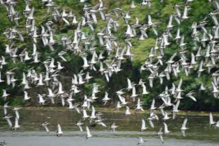 Black-tailed Godwit (2).jpg