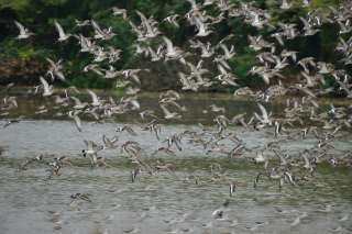 Black -tailed Godwit (1).jpg