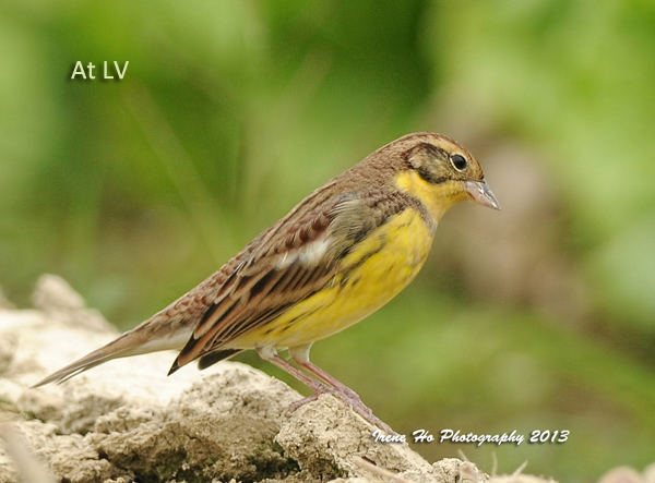 Yellow-breasted Bunting.jpg