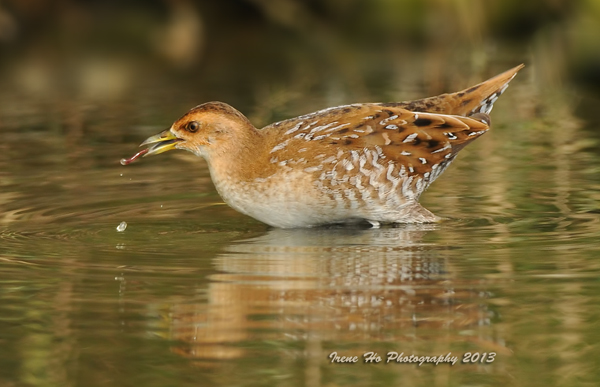 Baillon's Crake 2.jpg