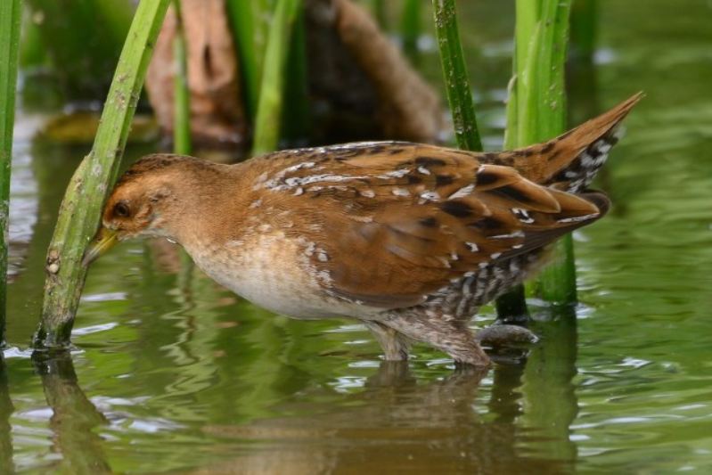 Baillon's crake (1).jpg