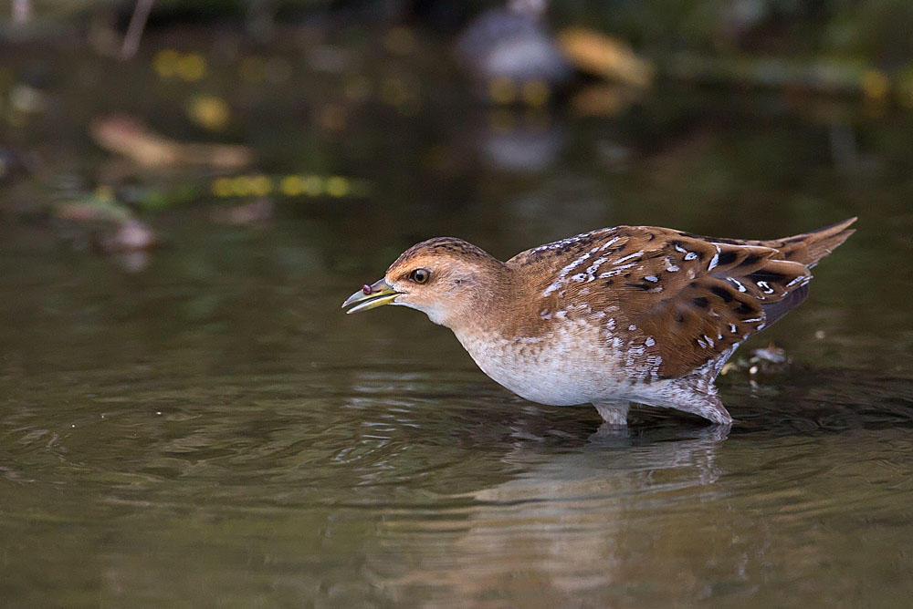 Baillon Crake 5B3C0504.jpg