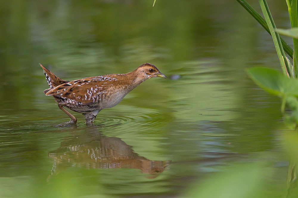 Baillon Crake 5B3C9954.jpg