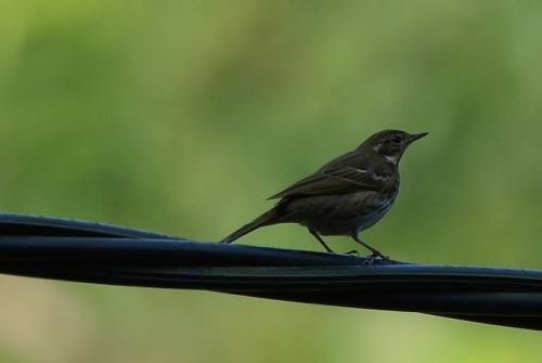 Olive Backed Pipit.jpg