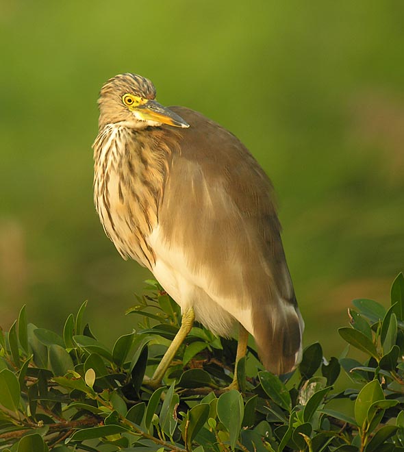 chinese pond heron DSCN0112.jpg