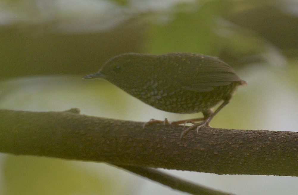 pygmy wren babbler.jpg