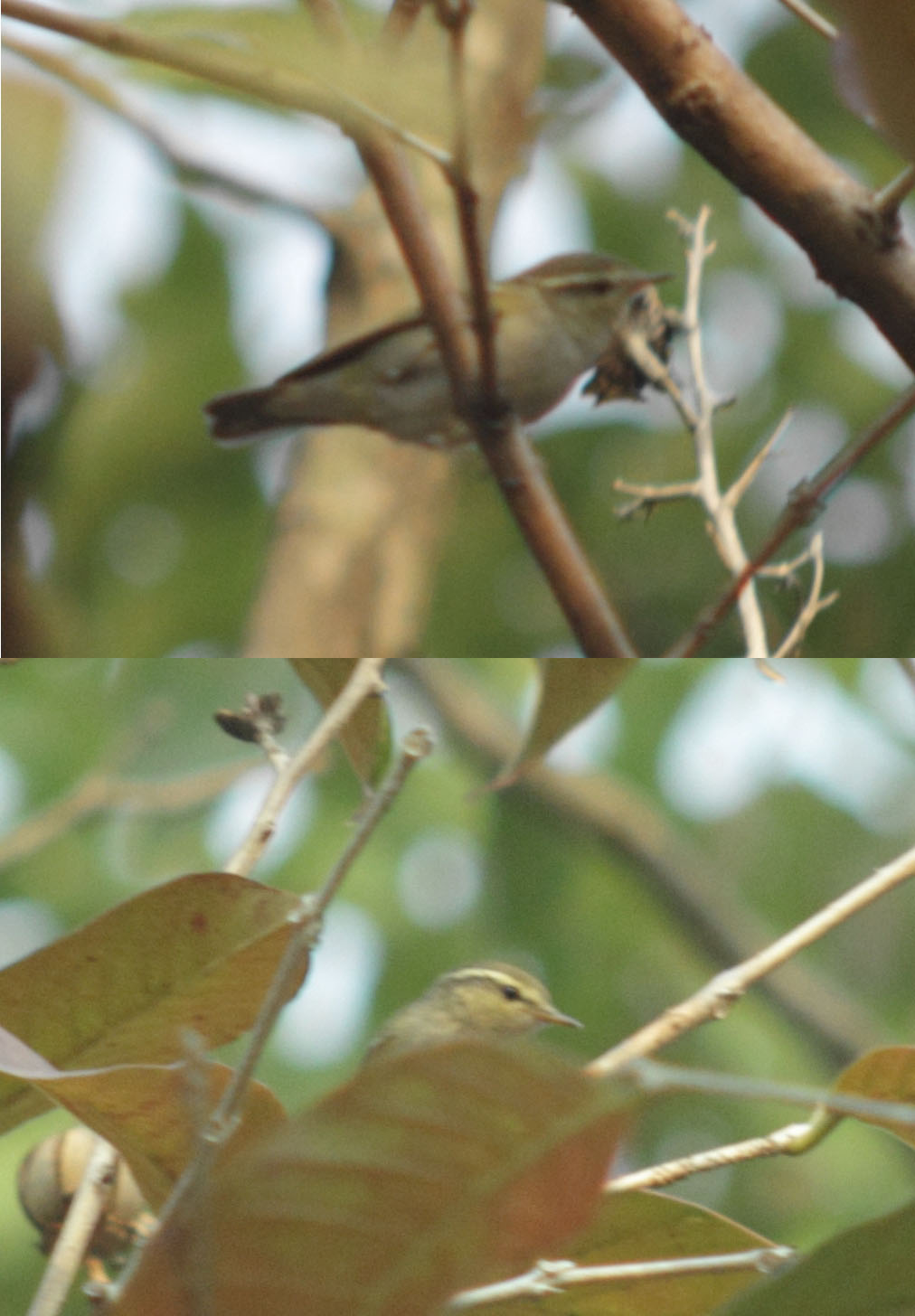 unknown_warbler2.jpg