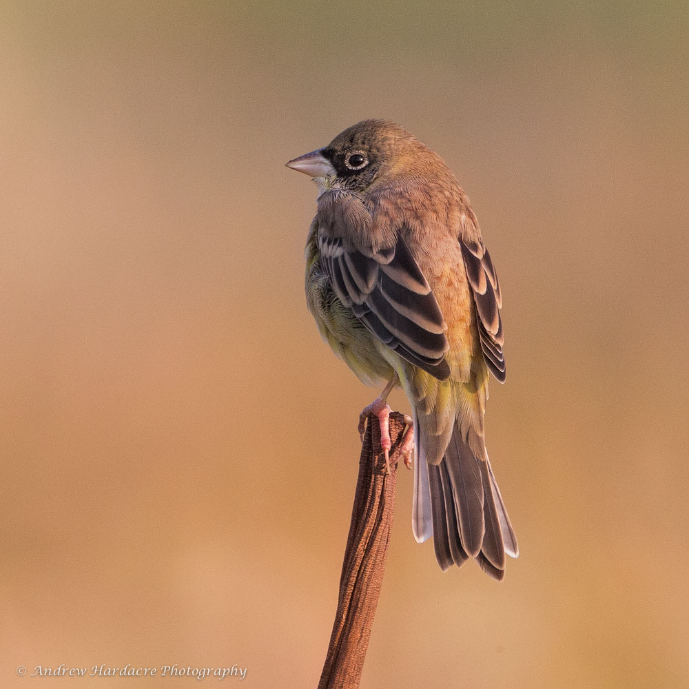 Black-headed Bunting.jpg