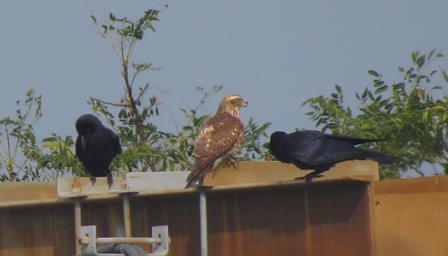 IMG_1919 GF Buzzard + LB Crows @ RDBT.jpg