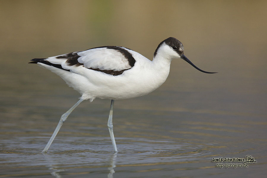 PiedAvocetLV_jjholmes02-01.jpg