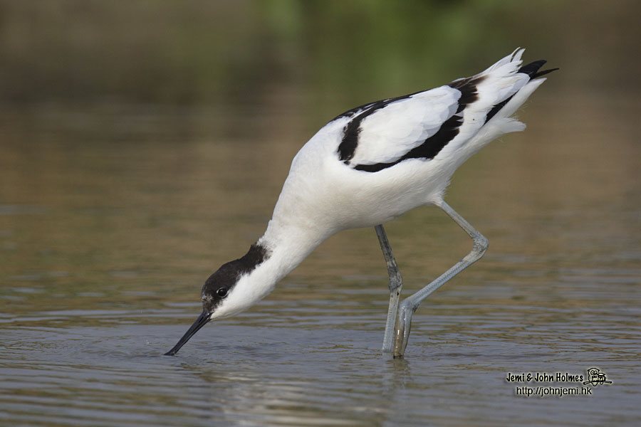 PiedAvocetLV_jjholmes03-01.jpg