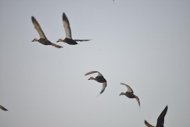 Kinmen Spot-Billed Duck 2.jpg