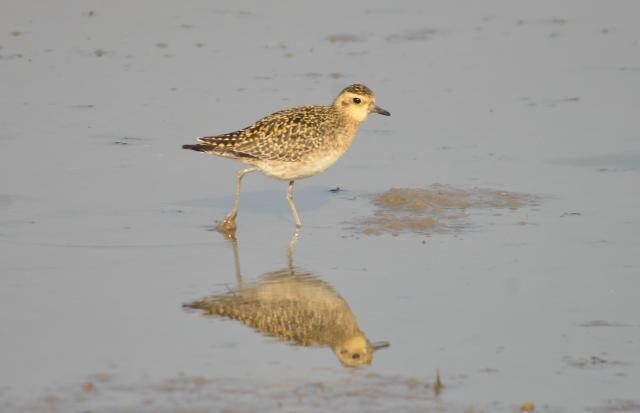 Kinmen Pacific Golden Plover 2.jpg