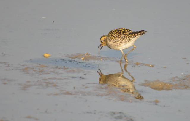 Kinmen Pacific Golden Plover 3.jpg