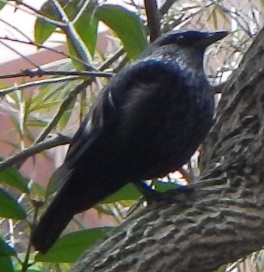 Mystery bird Tseung Kwan O 164 KB.JPG