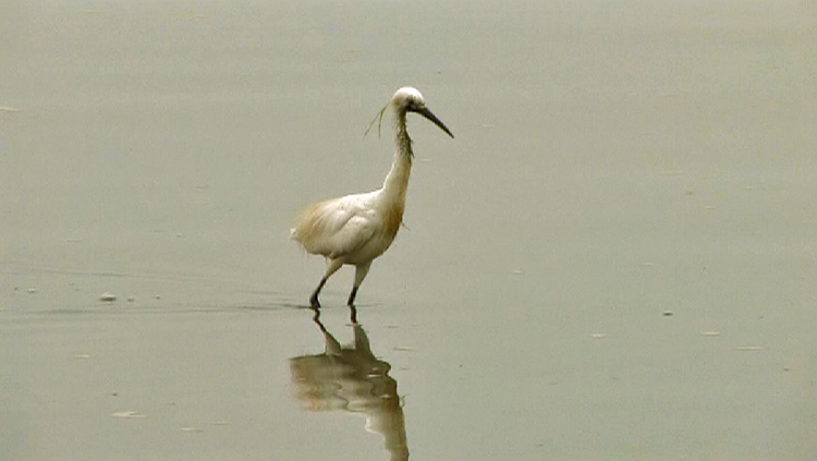 Oil Stained Little Egret.jpg