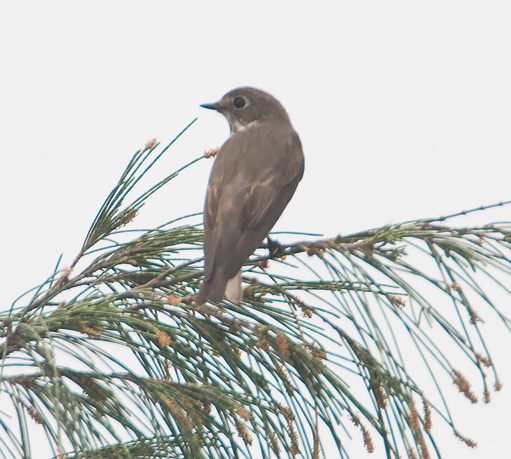 Dark-sided-flycatcher.jpg