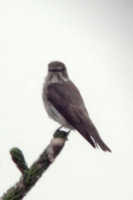 Grey-streaked-flycatcher.jpg