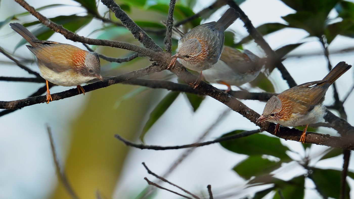 20131229-StriatedYuhina-HKBWS-cntlaw-01.jpg