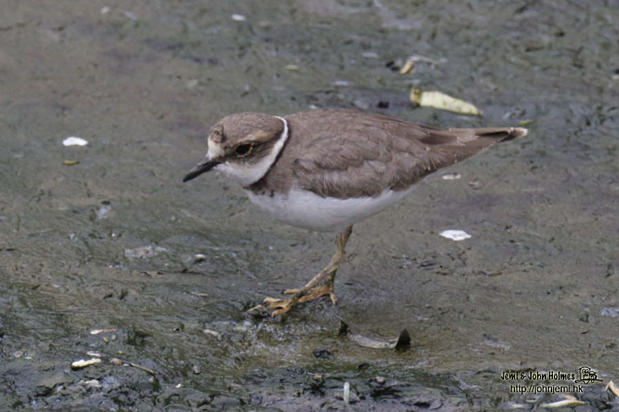 LBPlover_jjh09.jpg