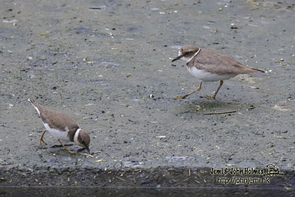 LBPlover_jjh01.jpg