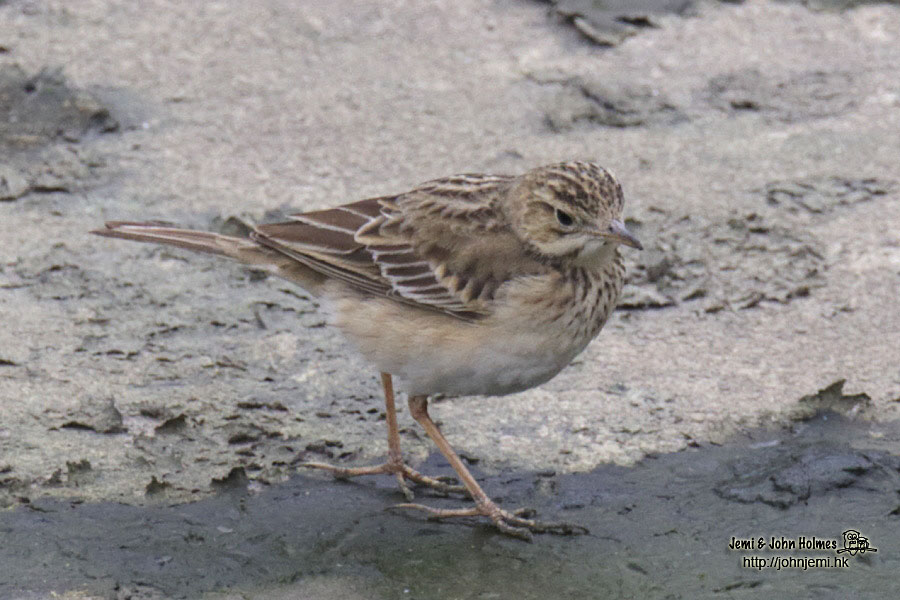 pipit_jjh07.jpg