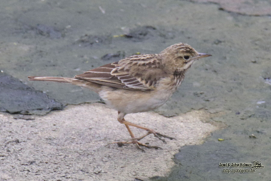 pipit_jjh08.jpg