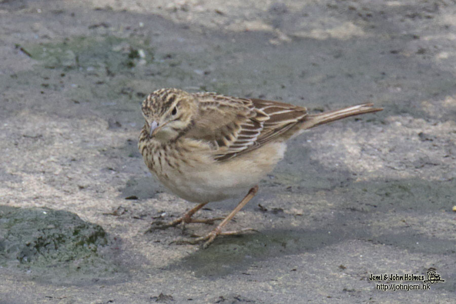 pipit_jjh11.jpg