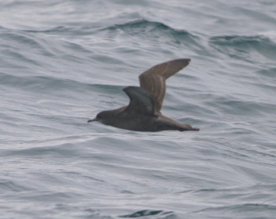 STShearwater02Small02May06.JPG