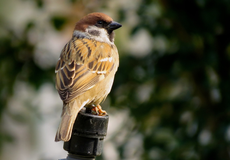 IMG_2640 - Tree Sparrow.JPG
