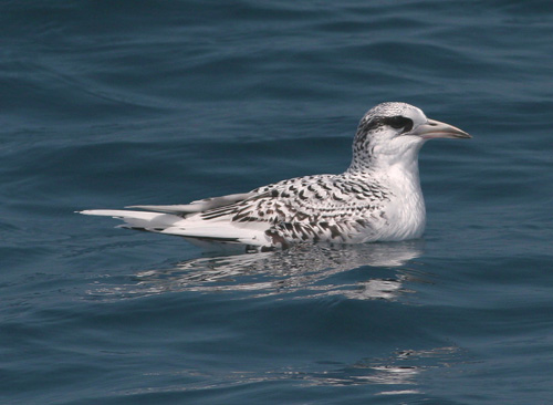 Tropicbird01 copy.jpg