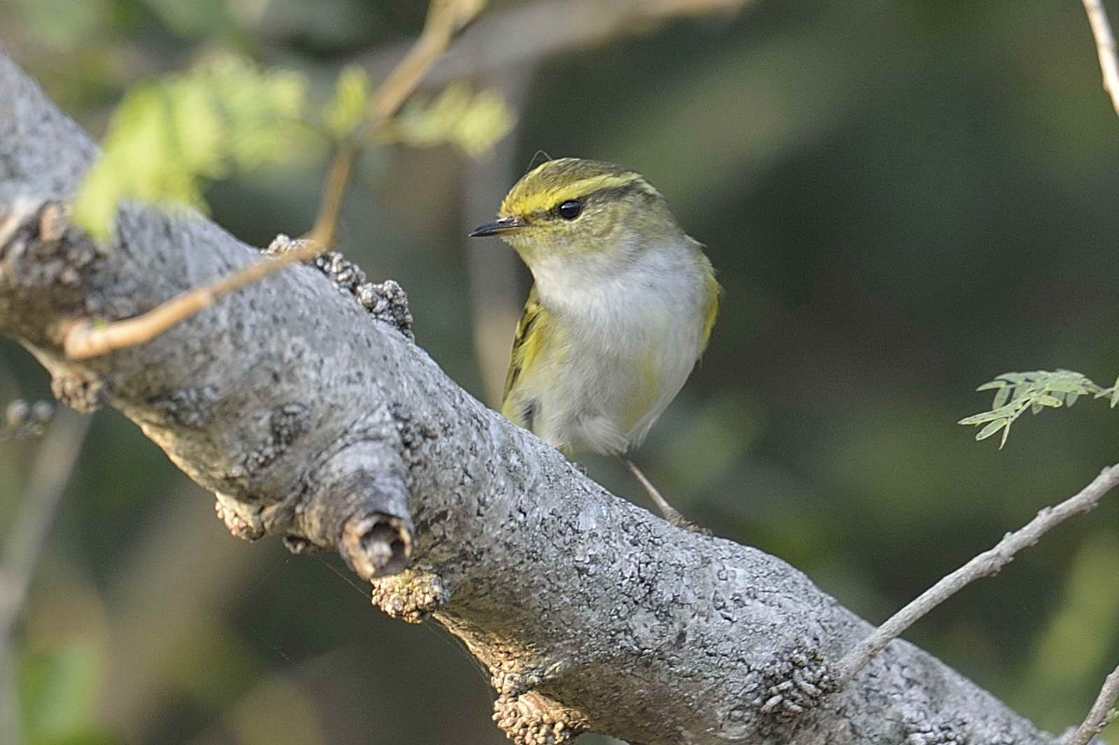 20140203-Pallas'sLeafWarbler_2.jpg