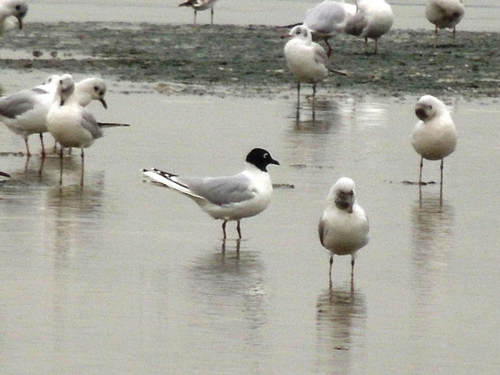 Saunders' Gull with breeding plumage2.jpg