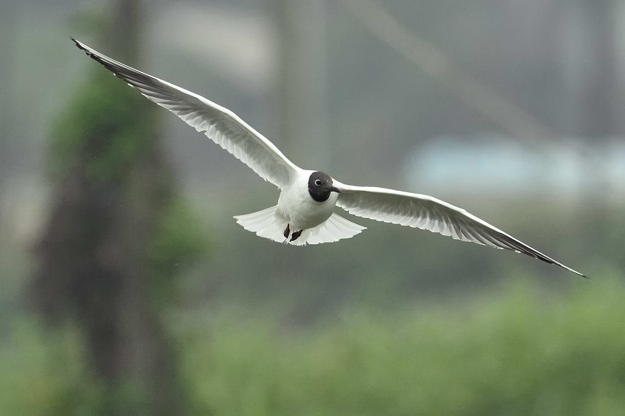 20140308-Black-headedGull-HKBWS-cntlaw-01.jpg