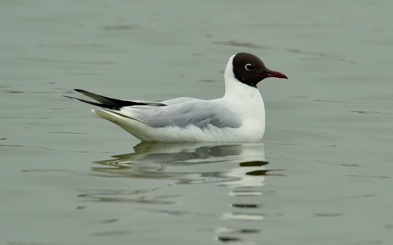 20140308-Black-headedGull-HKBWS-cntlaw-03.jpg