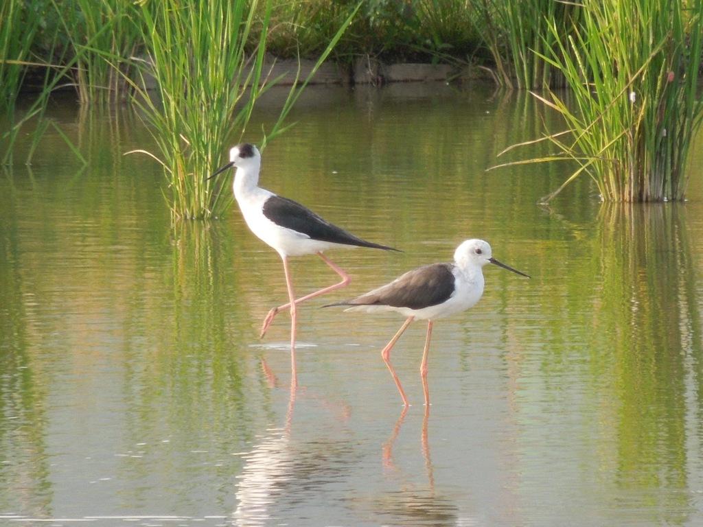 Black_winged Stilt.jpg