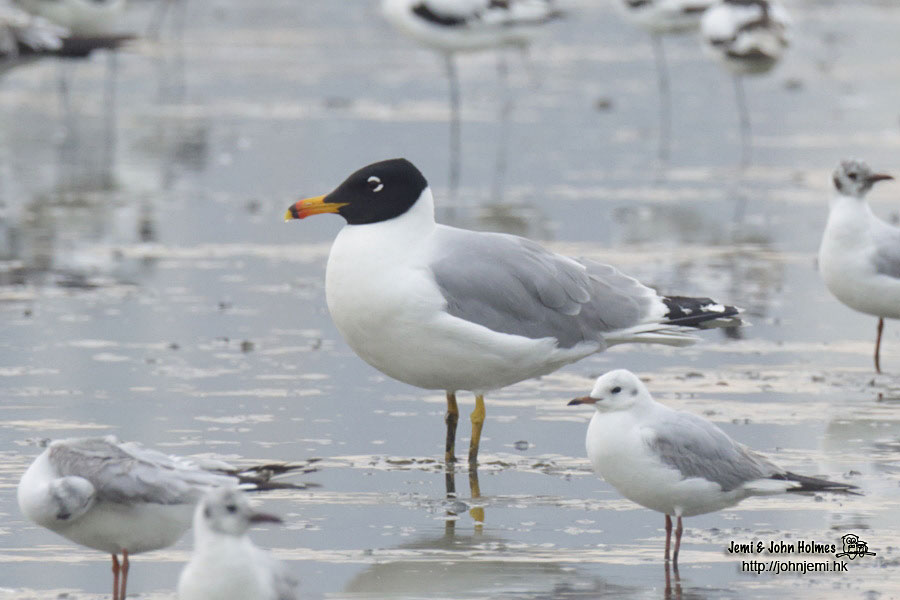 Pallas's-Gull_jjh01.jpg