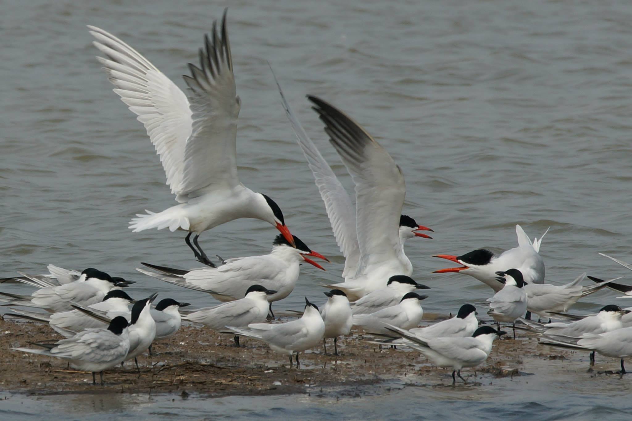 Terns.jpg