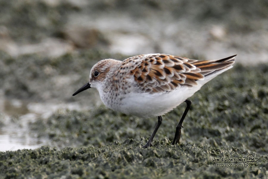 LittleStint_140421_jjholmes_b.jpg