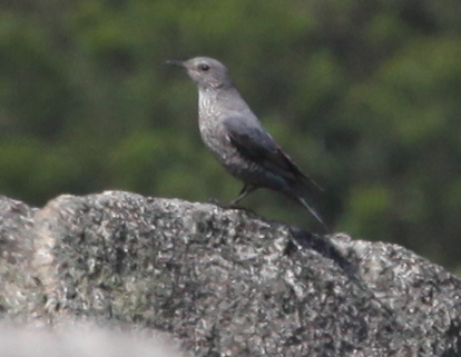 bird for ID.JPG