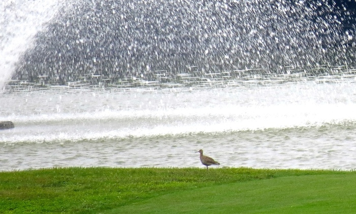 IMG_4493.Little Curlew @ RDBT (HKBWS).JPG