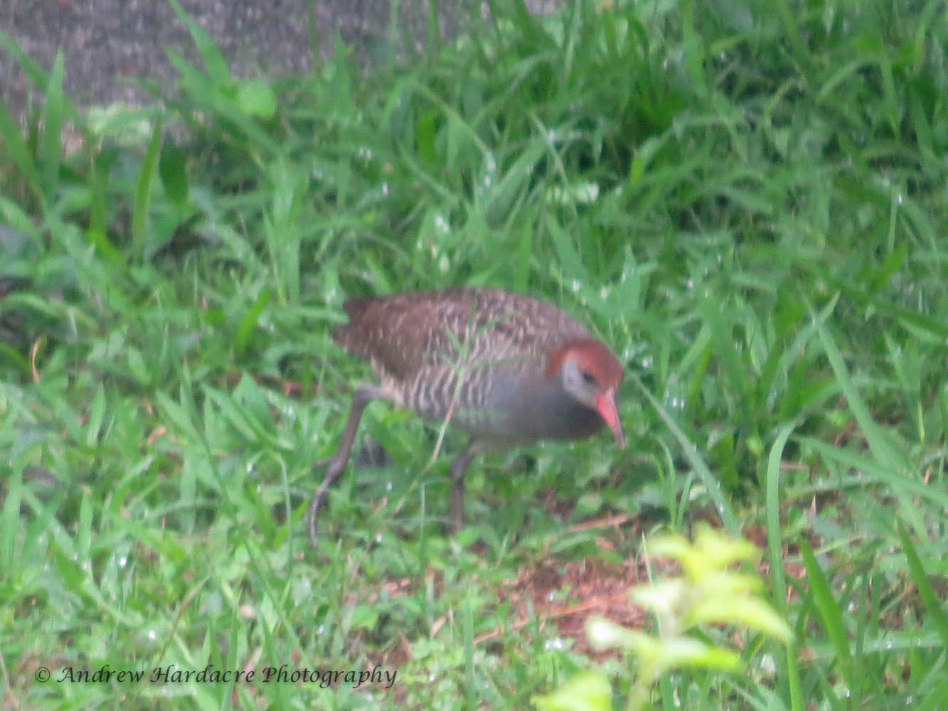 Slatybreasted Rail.jpg