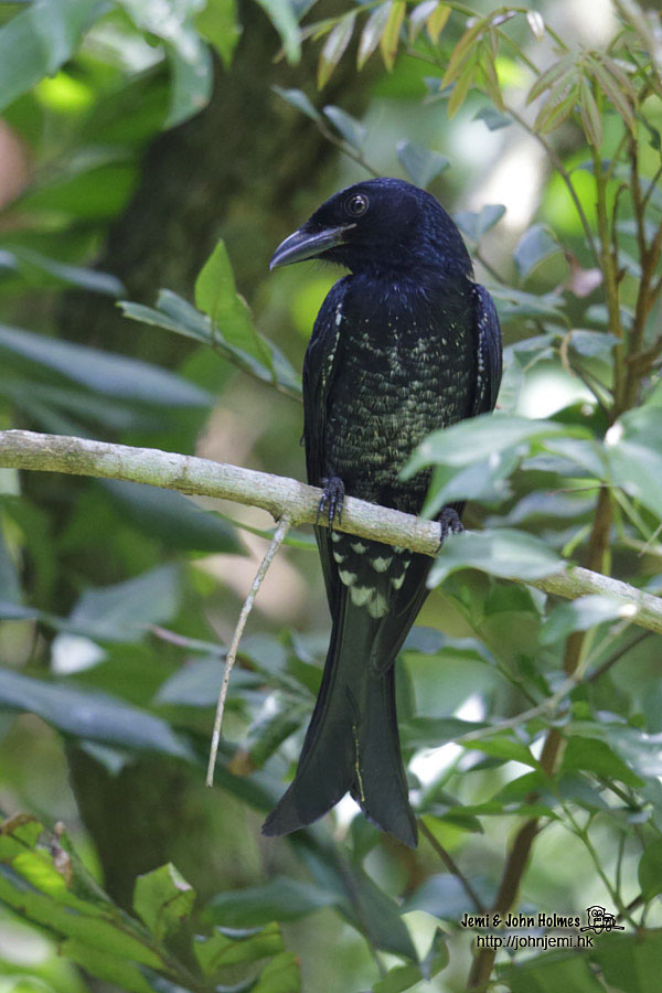 Crow-billed_jgh_09.jpg