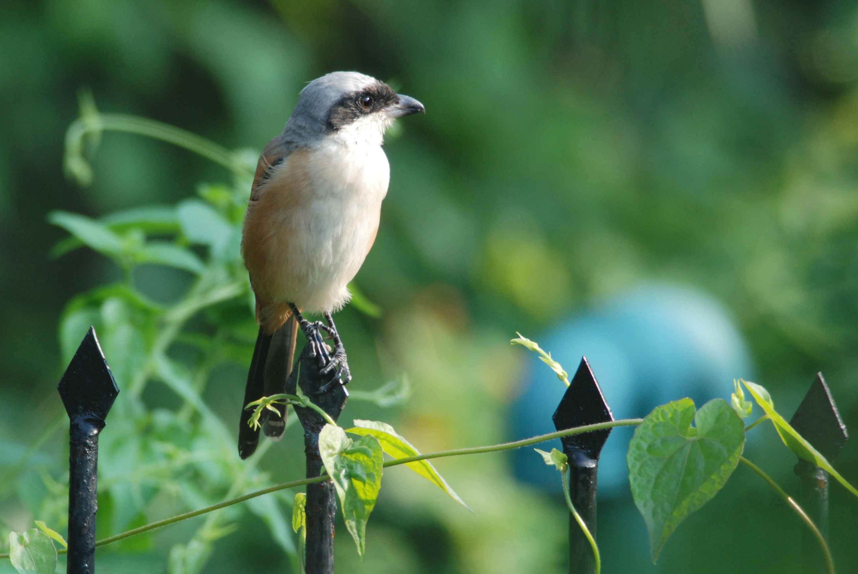 Black-headed Shrike.jpg