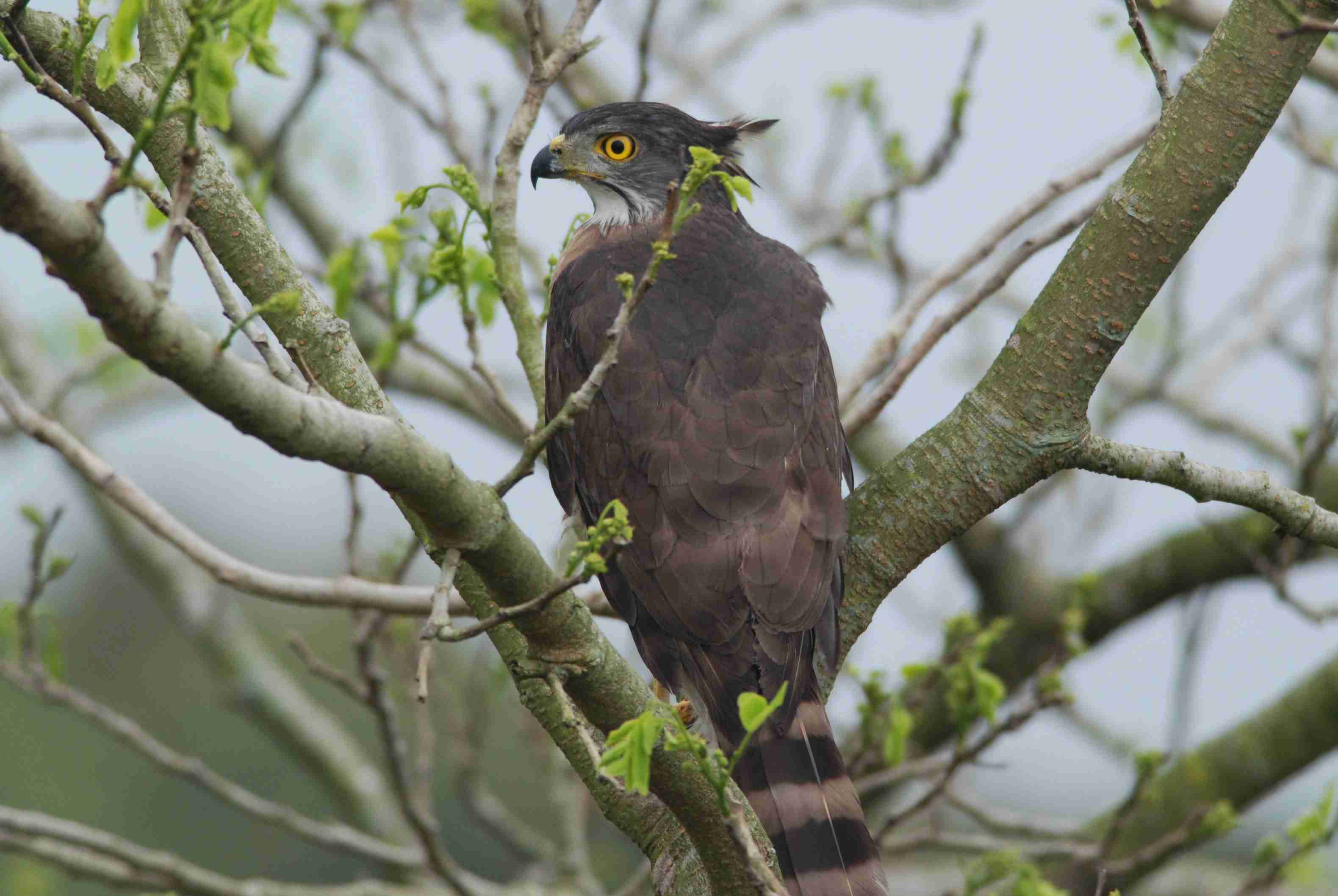 Crested Gohawk 1a.jpg